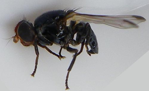 Réf. 144 473 : Seioptera vibrans