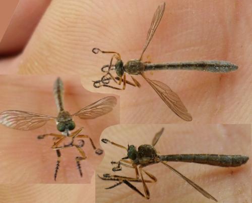 Leptogaster cylindrica