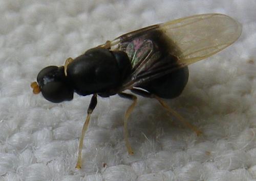 Pachygaster atra