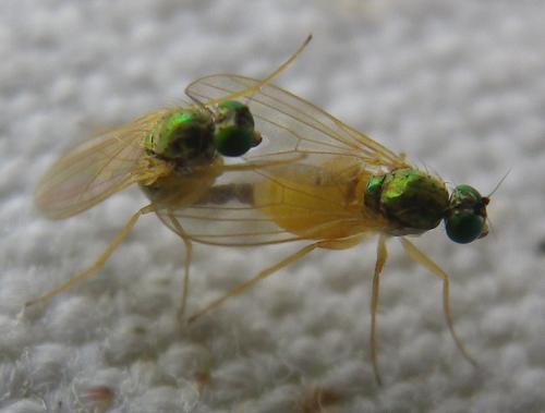 Chrysotimus molliculus