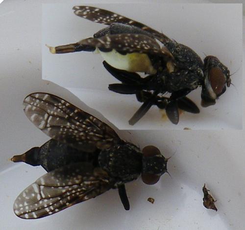 Platystoma seminationis