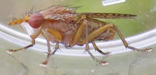 Réf. 144 475 : Pherbina coryleti