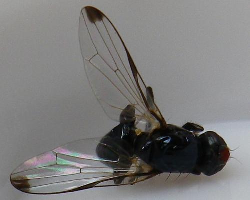 Réf. 144 460 : Seioptera vibrans