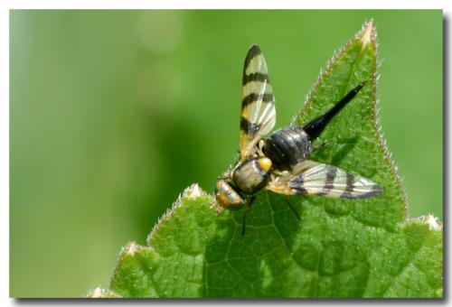 Réf. 144 346 : Urophora jaceana