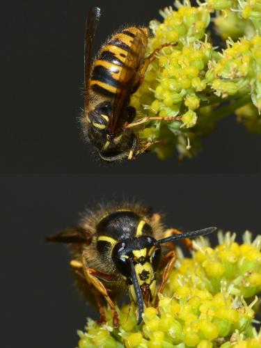Réf. 144 947 : Dolichovespula saxonica
