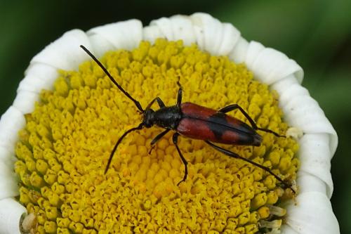 Réf. 144 472 : Stenurella bifasciata
