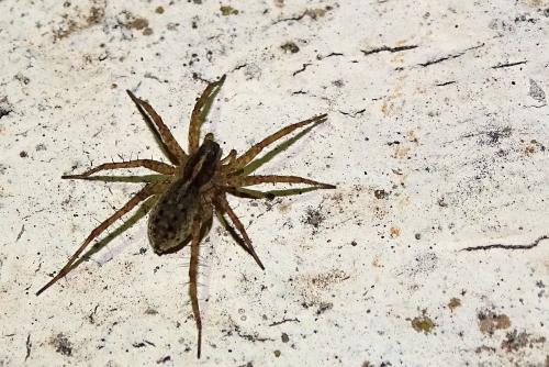 Pardosa sp.