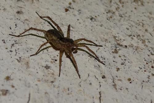Pardosa sp.