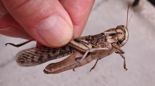 Locusta migratoria migratorioides
