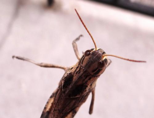 Réf. 144 494 : Locusta migratoria