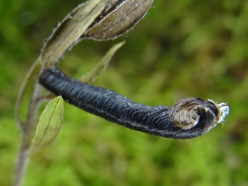 Coleophora vibicella