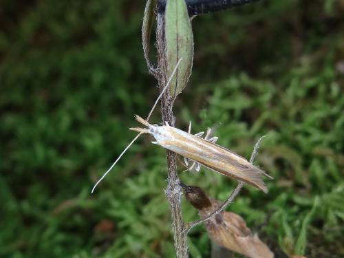 Coleophora vibicella