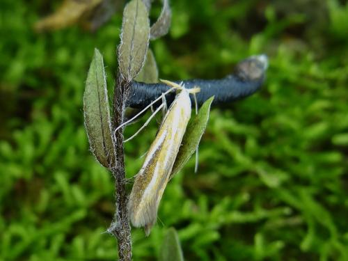 Coleophora vibicella