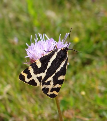 Parasemia plantaginis