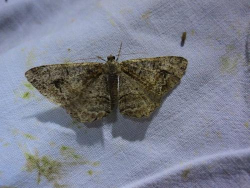 Réf. 144 483 : Alcis repandata