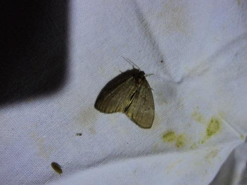 Ochropacha duplaris