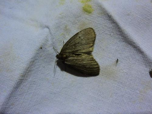 Ochropacha duplaris