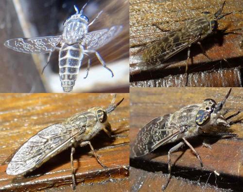 Haematopota pluvialis