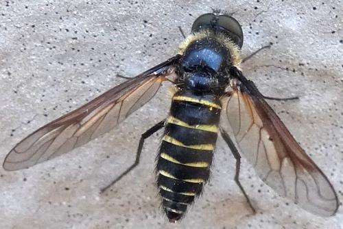 Lomatia sp.