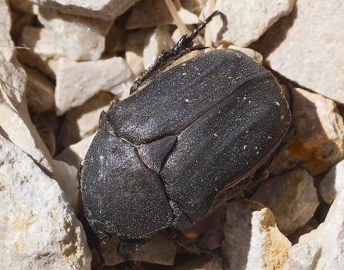 Réf. 144 480 : Netocia morio