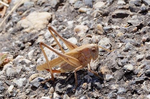 Réf. 144 481 : Platycleis sp.
