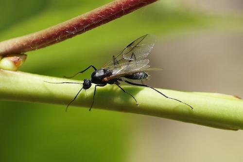 Camponotus cruentatus