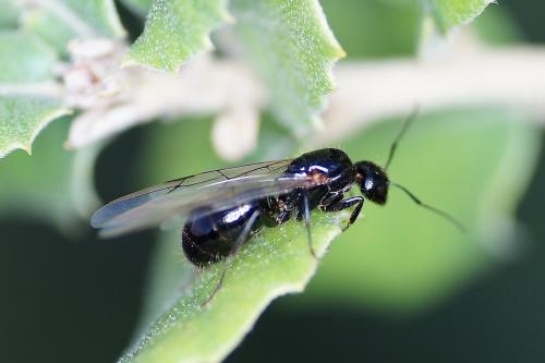 Réf. 144 625 : Camponotus piceus