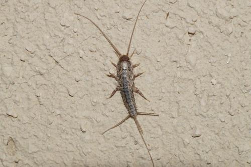 Réf. 144 441 : Ctenolepisma lineata