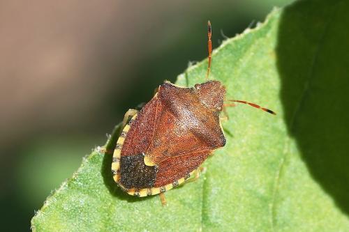 Réf. 144 592 : Peribalus strictus strictus