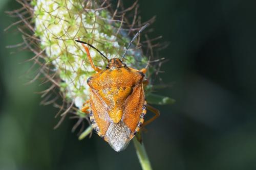 Réf. 144 702 : Carpocoris pudicus