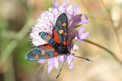Zygaena ephialtes