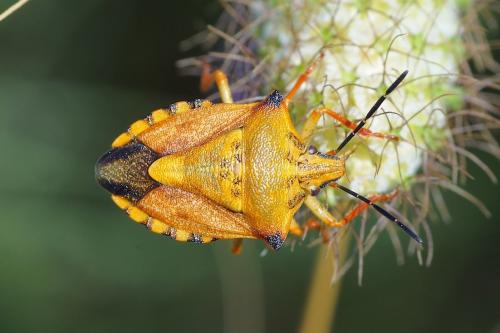 Réf. 144 891 : Carpocoris mediterraneus atlanticus