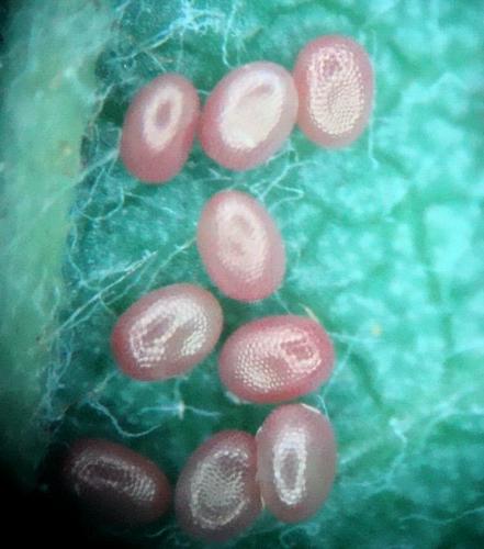 Réf. 144 195 : Angerona prunaria