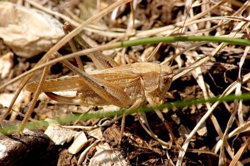 Réf. 144 820 : Platycleis sp.