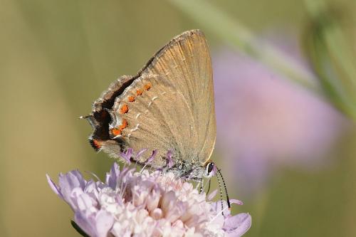 Réf. 144 439 : Satyrium esculi