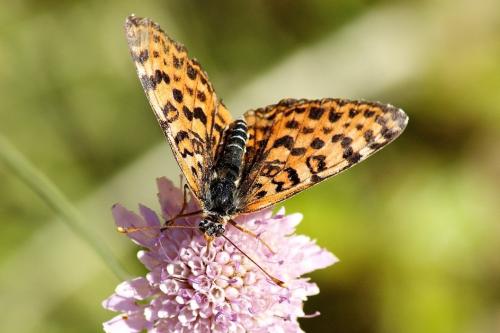 Réf. 144 729 : Melitaea didyma