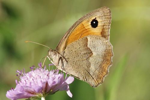 Maniola jurtina