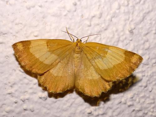 Réf. 144 039 : Angerona prunaria