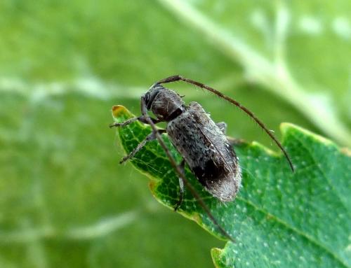 Exocentrus punctipennis