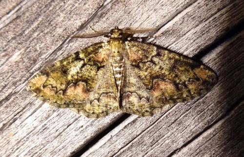 Cleorodes lichenaria