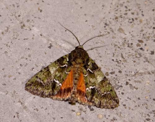 Réf. 144 446 : Polyphaenis sericata
