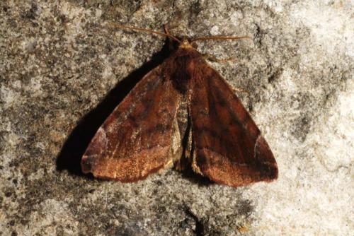 Réf. 144 367 : Cosmia pyralina