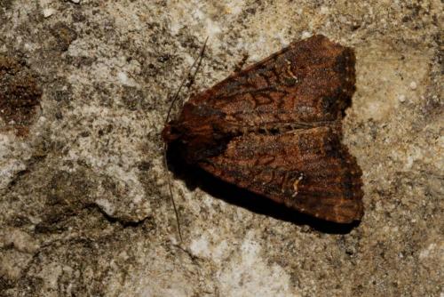 Réf. 144 370 : Mesapamea sp.