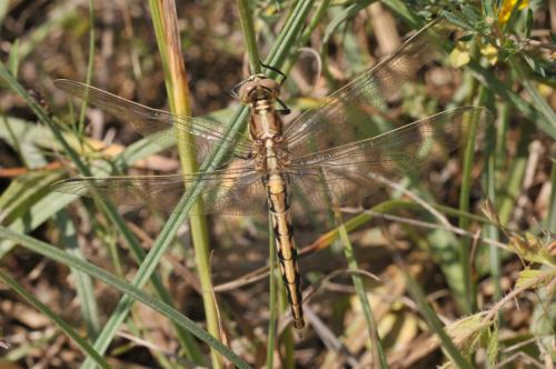 Réf. 144 216 : Orthetrum albistylum