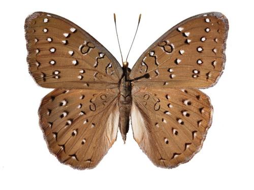 Hamanumida daedalus