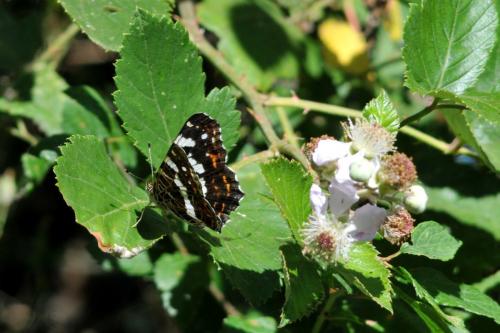Araschnia levana