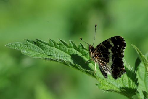 Araschnia levana