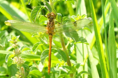 Sympetrum striolatum