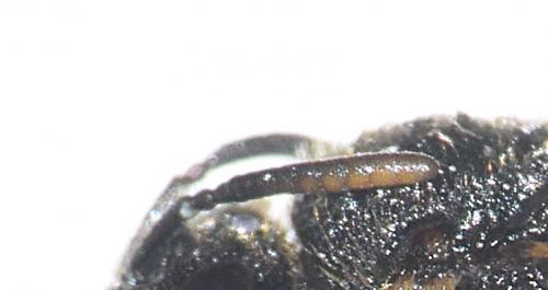 Lasioglossum sp.
