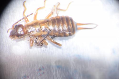 Forficula auricularia